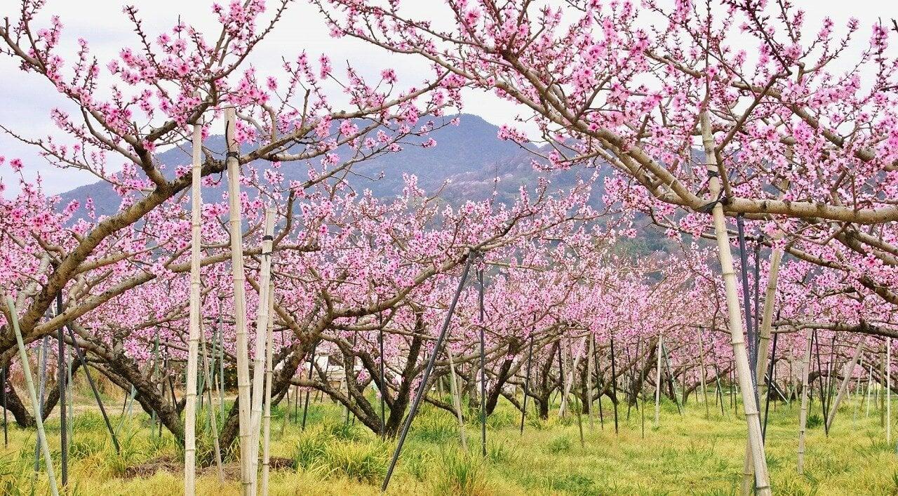 紀の川市 桃源郷の写真