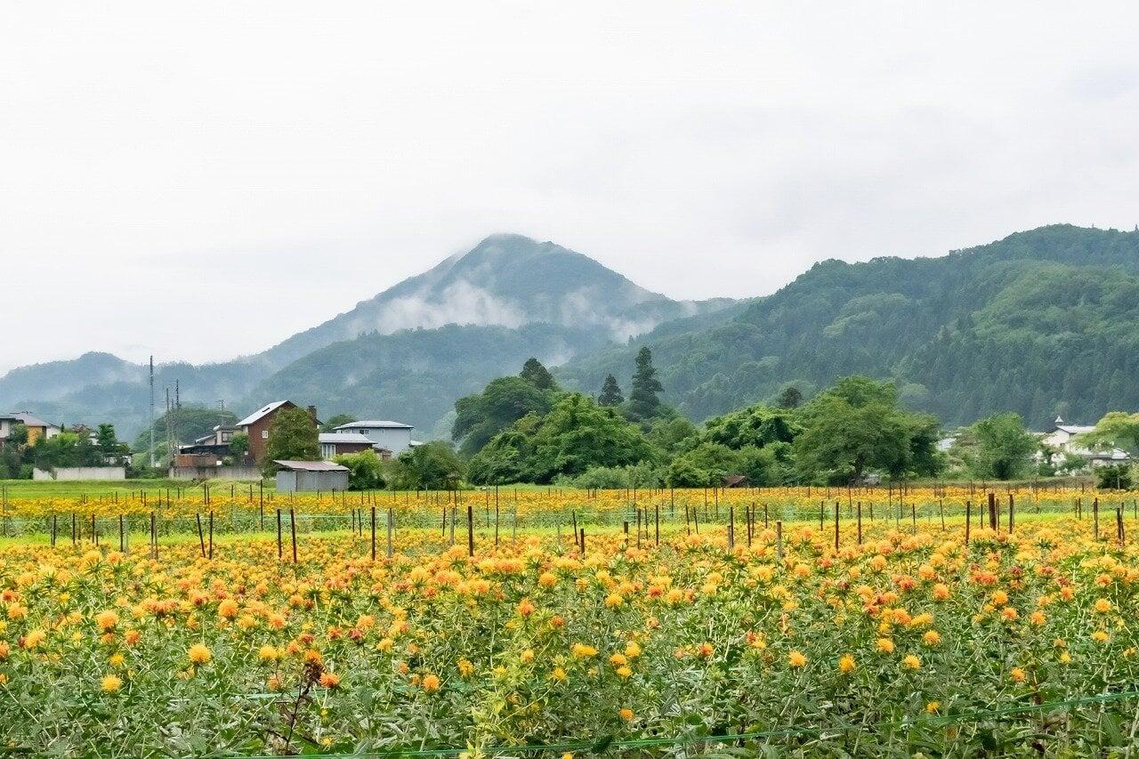 河北べに花まつりの写真