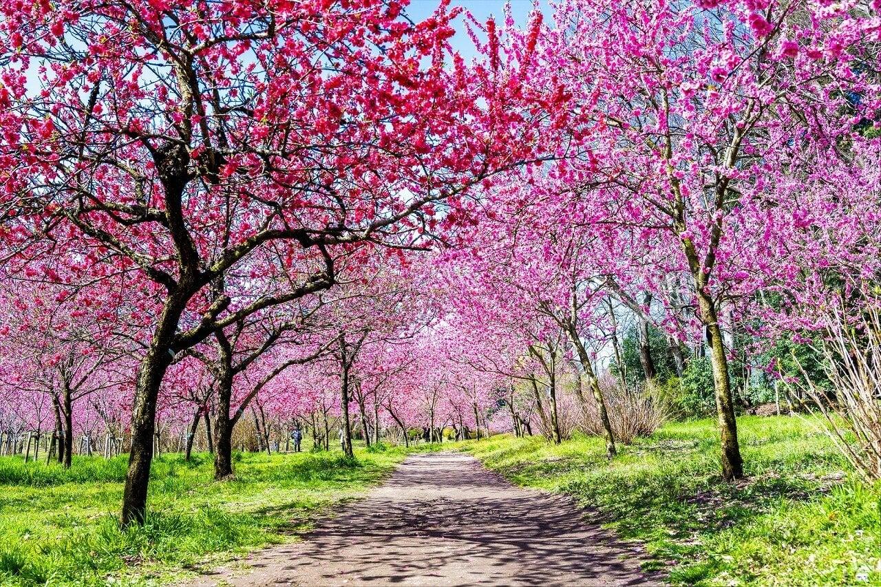 古河公方公園(古河総合公園)の写真