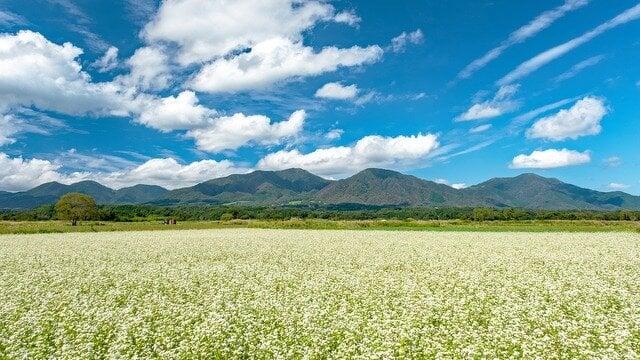 蒜山そば畑の写真