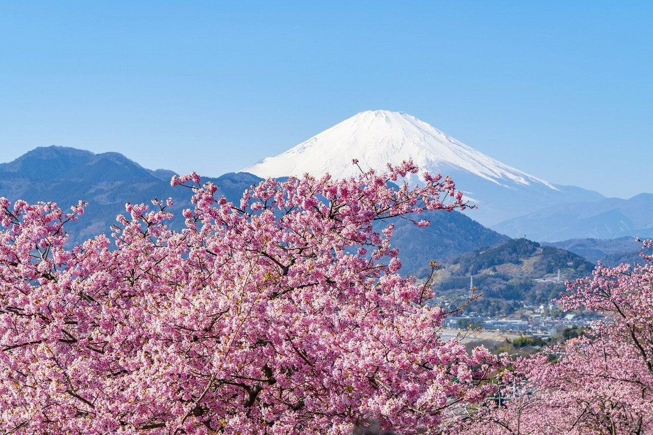 松田山ハーブガーデン(西平畑公園)の写真