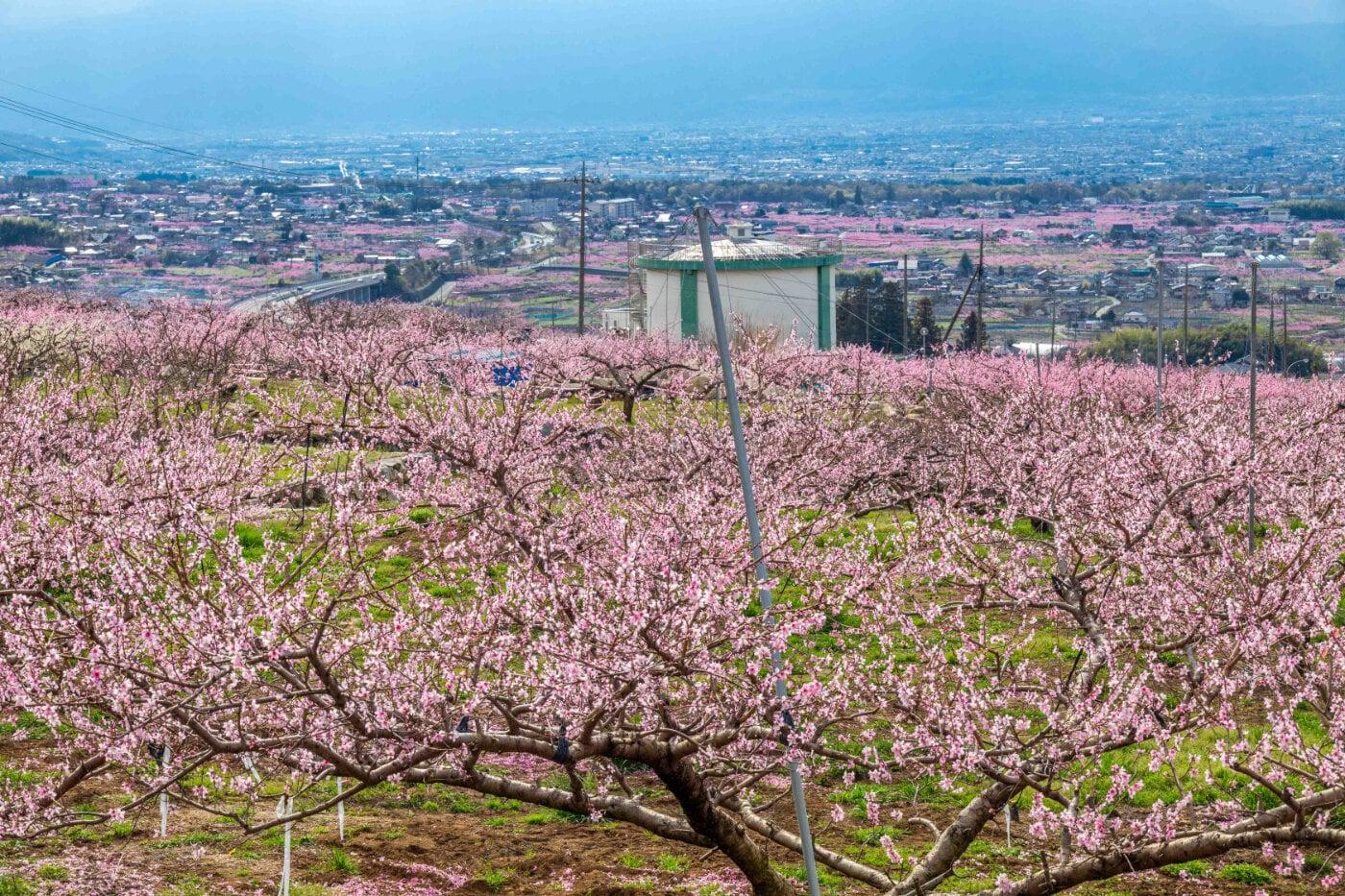 釈迦堂PA付近と駒沢農園の写真