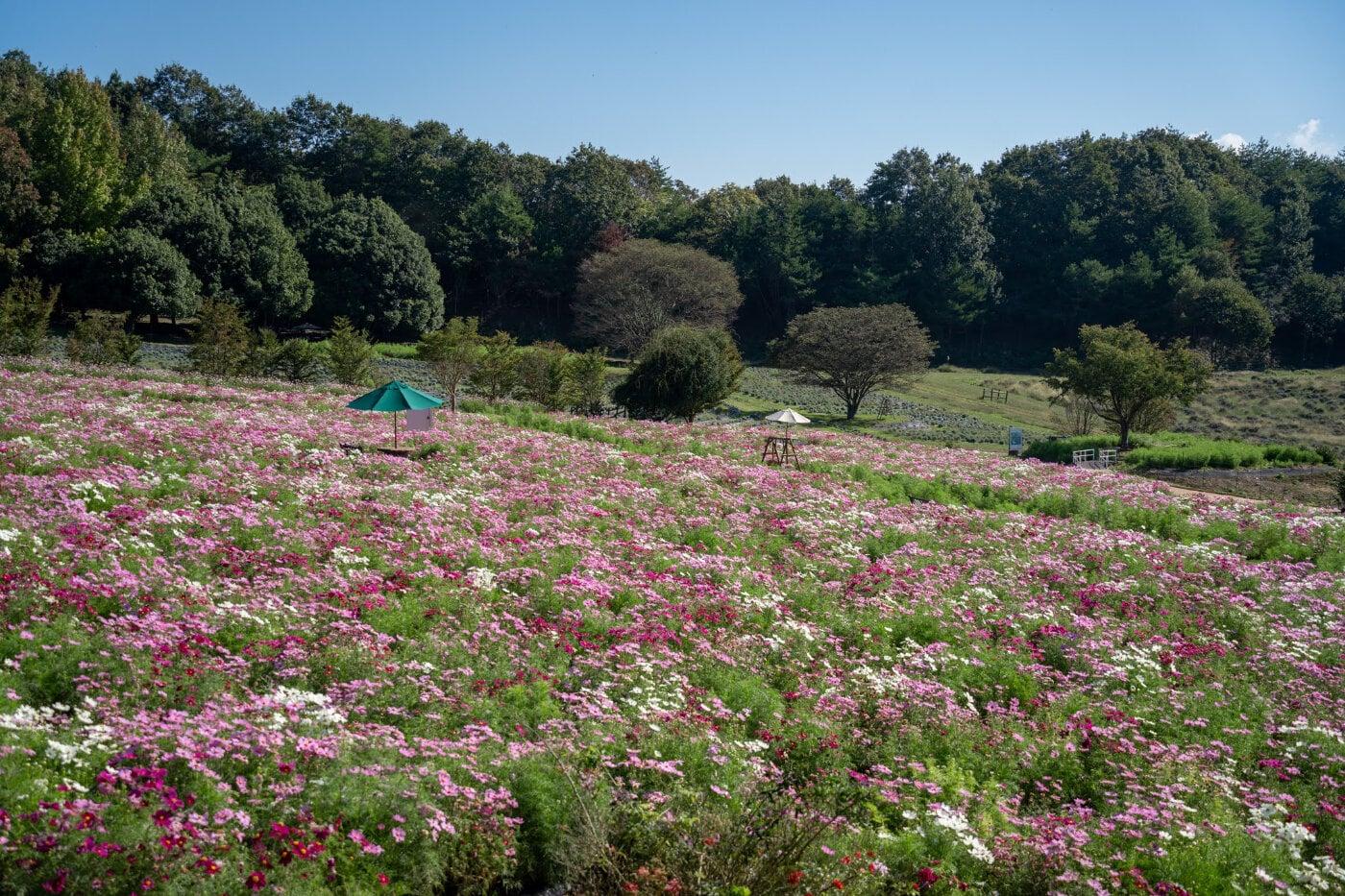 香山ラベンダーの丘(黒瀬農園)の写真