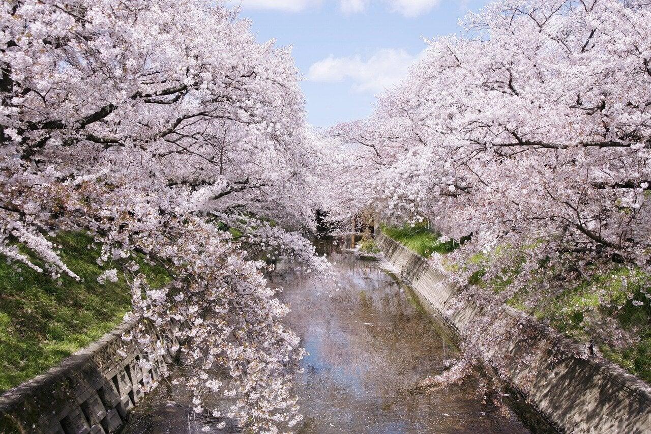 五条川の写真