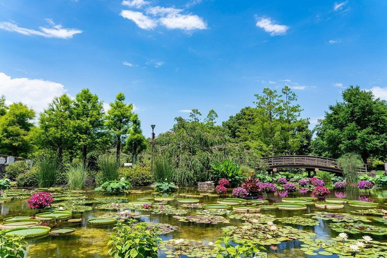 水生植物公園みずの森の写真