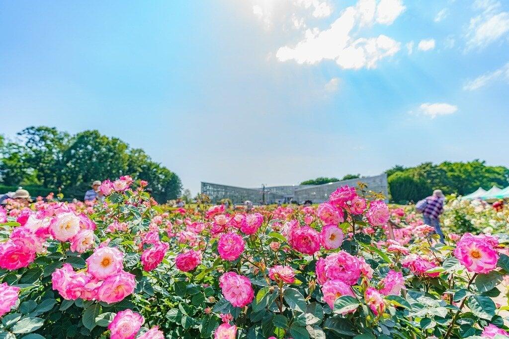 神代植物公園の写真