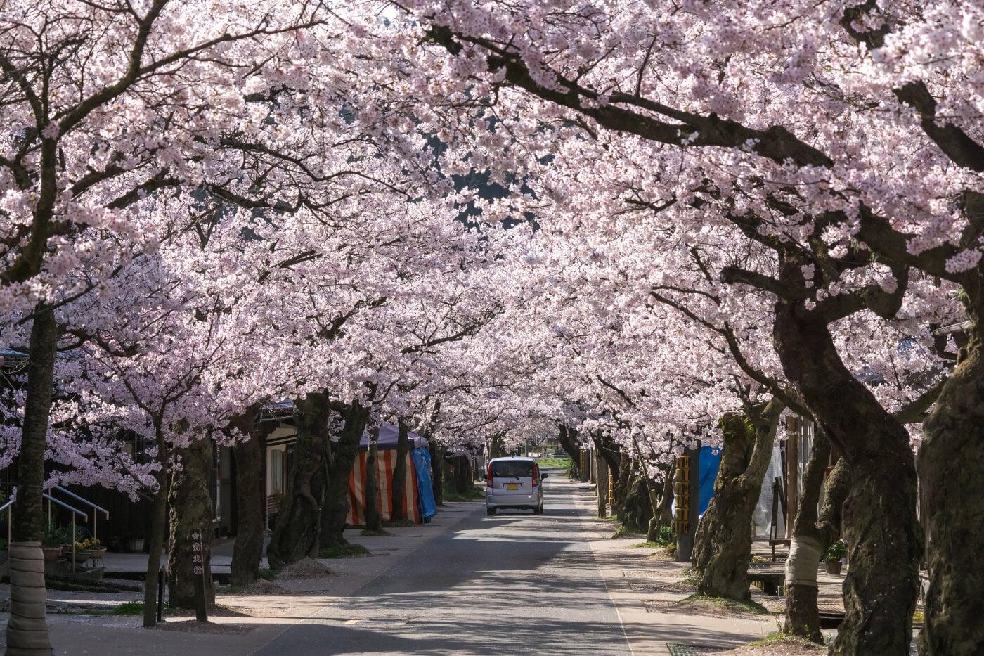 がいせん桜通りの写真