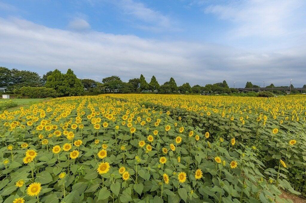 座間市ひまわり広場の写真