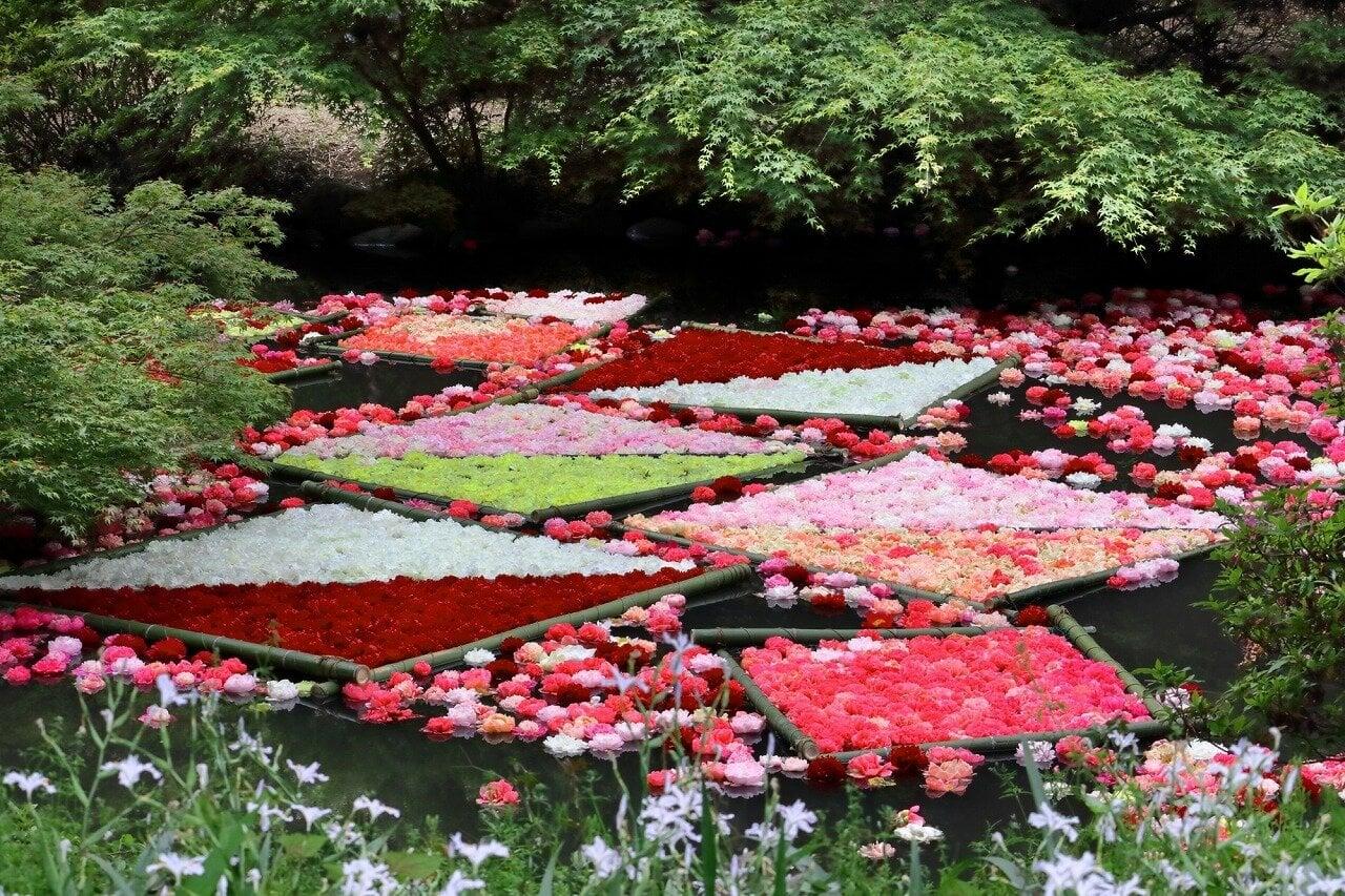 つくば牡丹園の写真