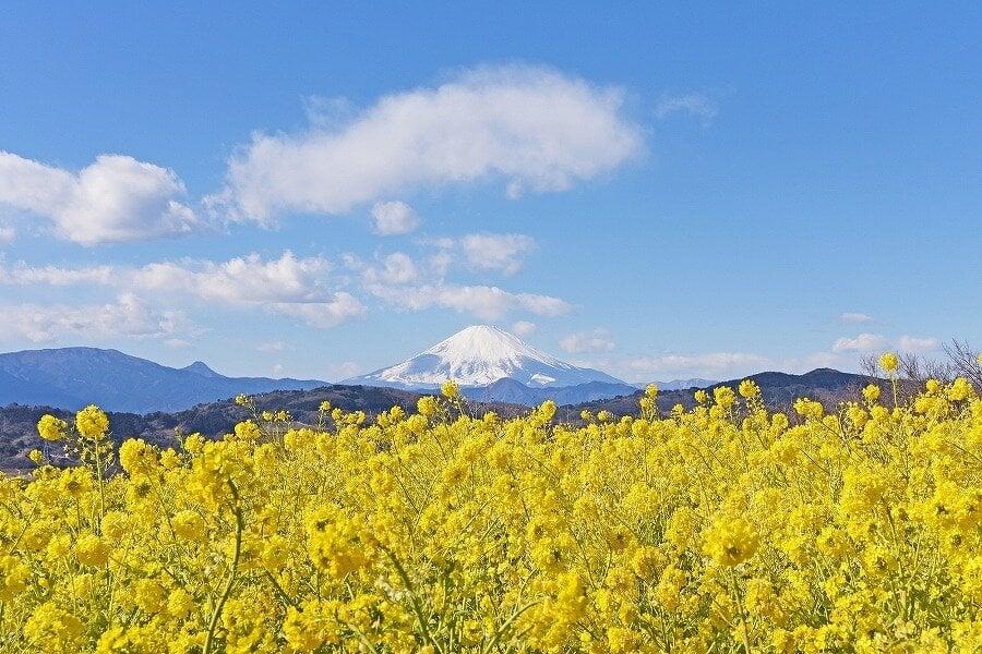 吾妻山公園の写真