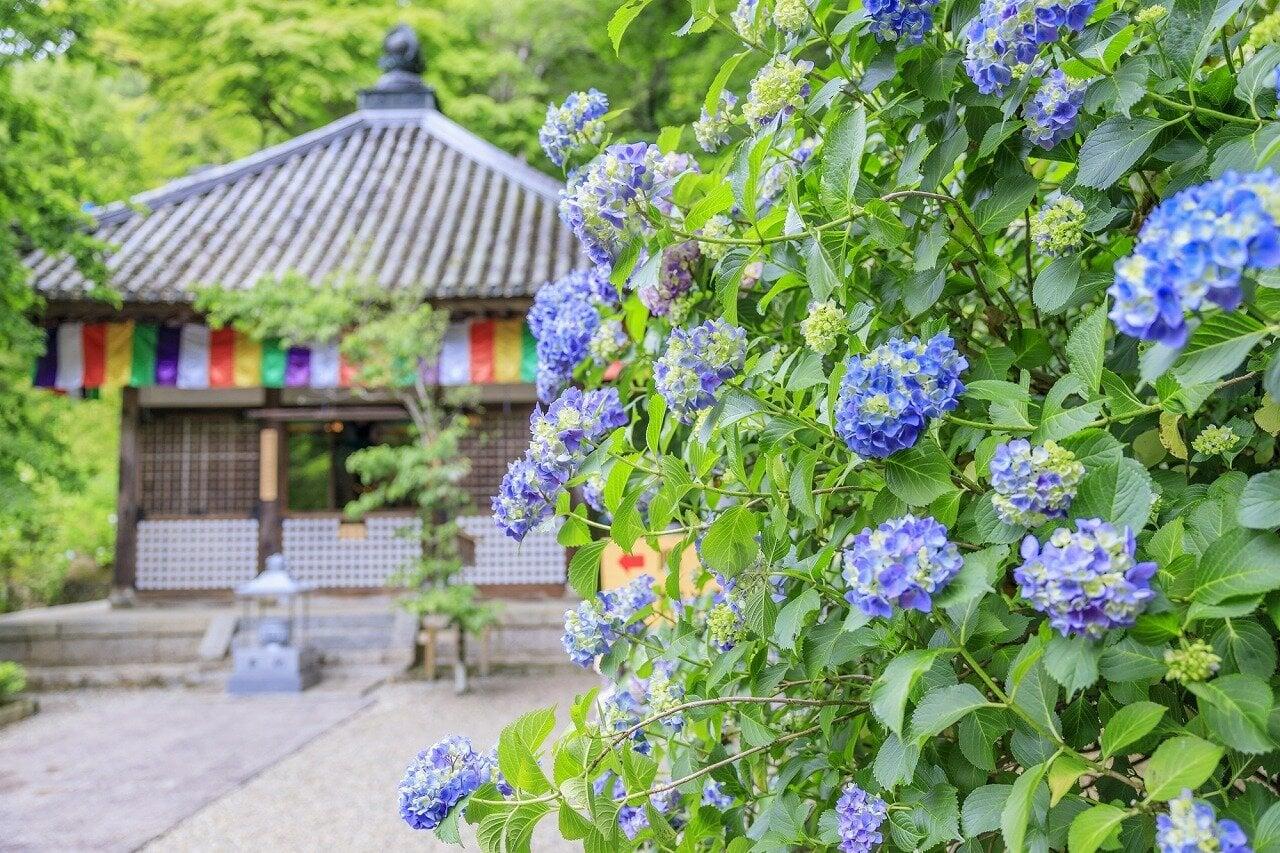 鎌倉 長谷寺の写真