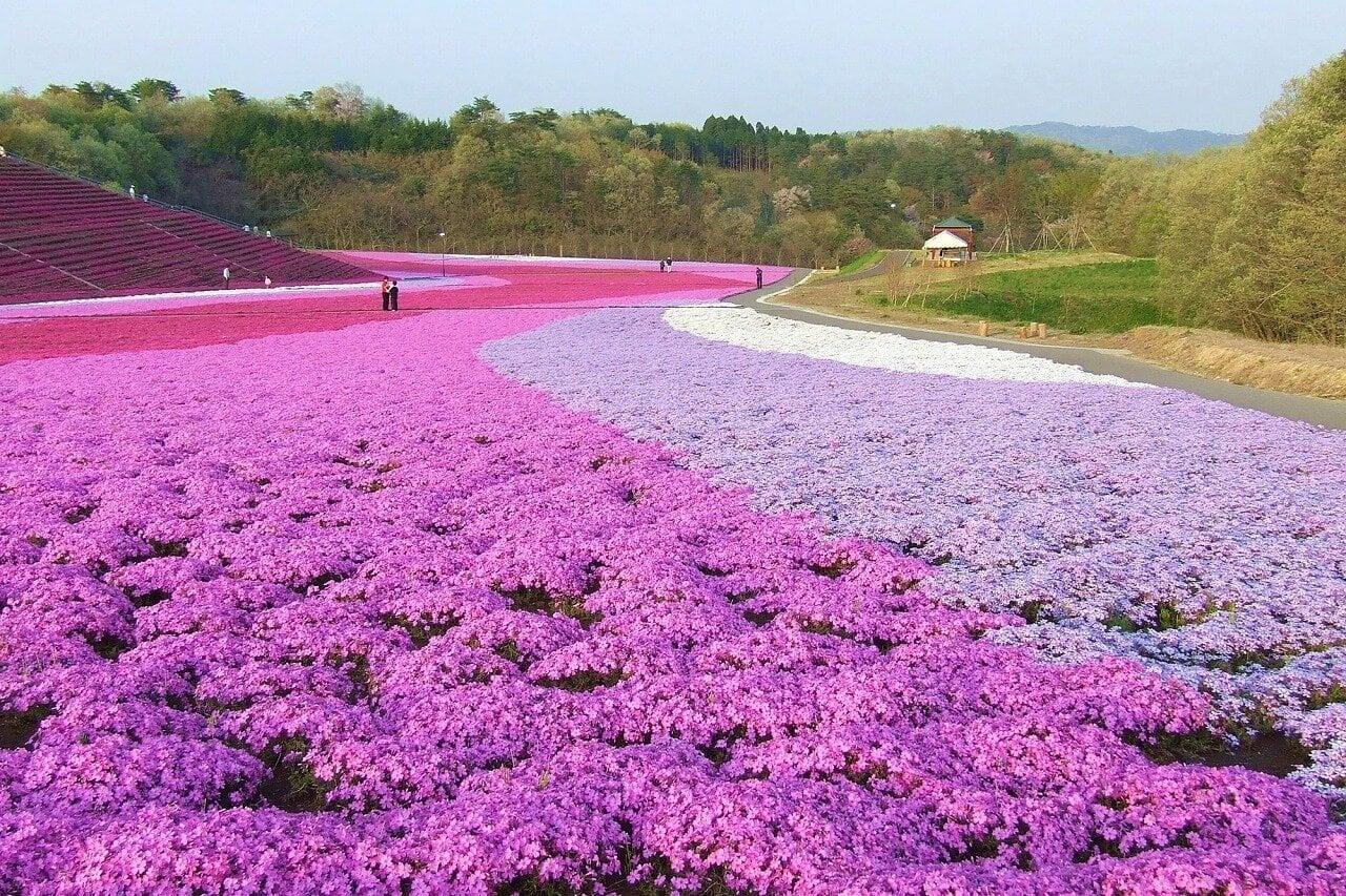 市貝町芝ざくら公園の写真