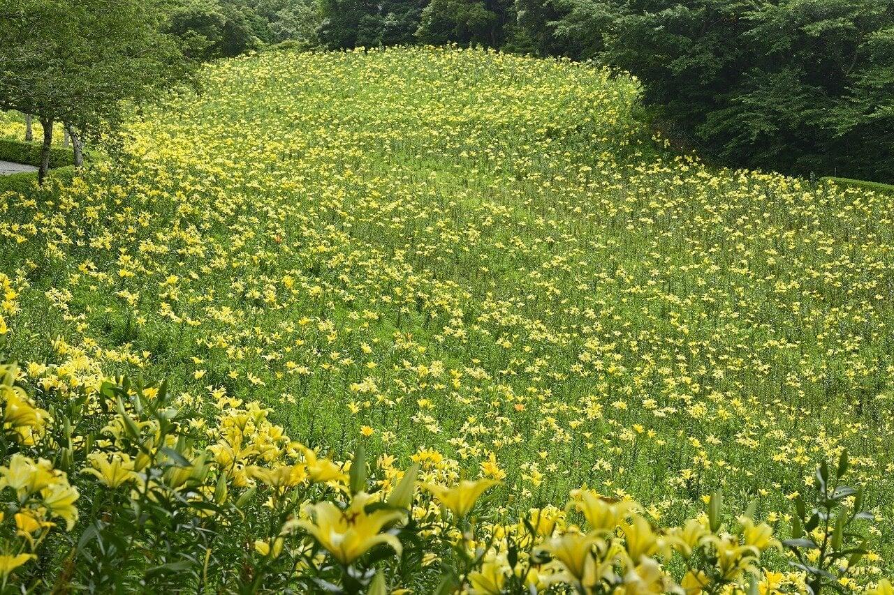 可睡ゆりの園の写真