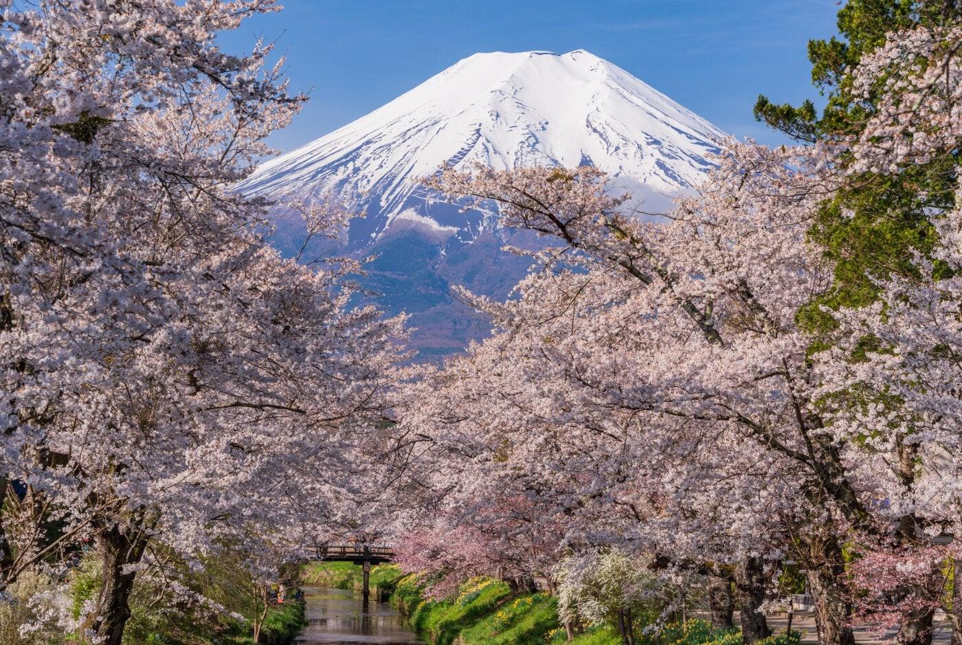 忍野村 新名庄川の写真