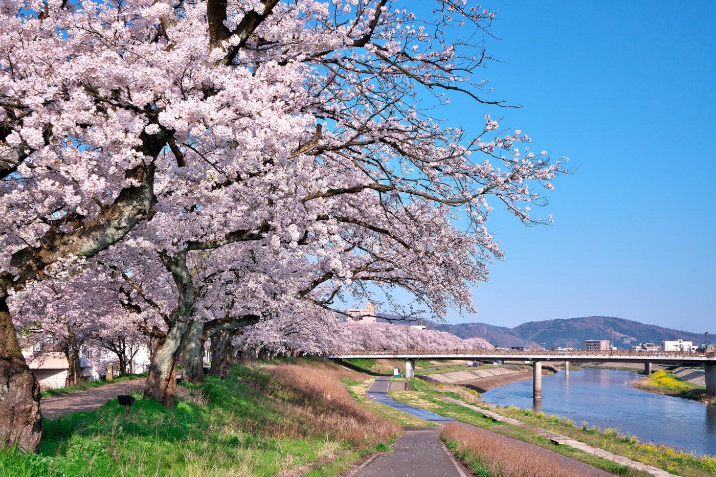 足羽川桜並木の写真