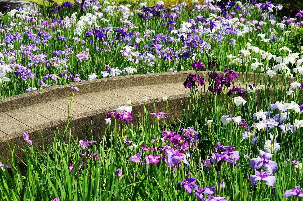 堀切菖蒲園の写真