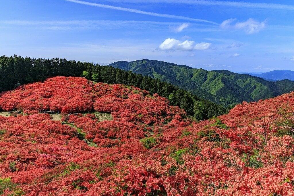 葛城山自然つつじ園の写真
