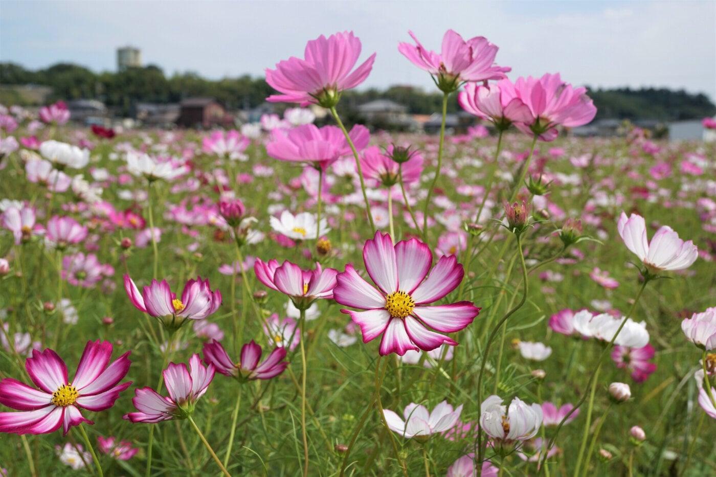 上戸川コスモス畑の写真
