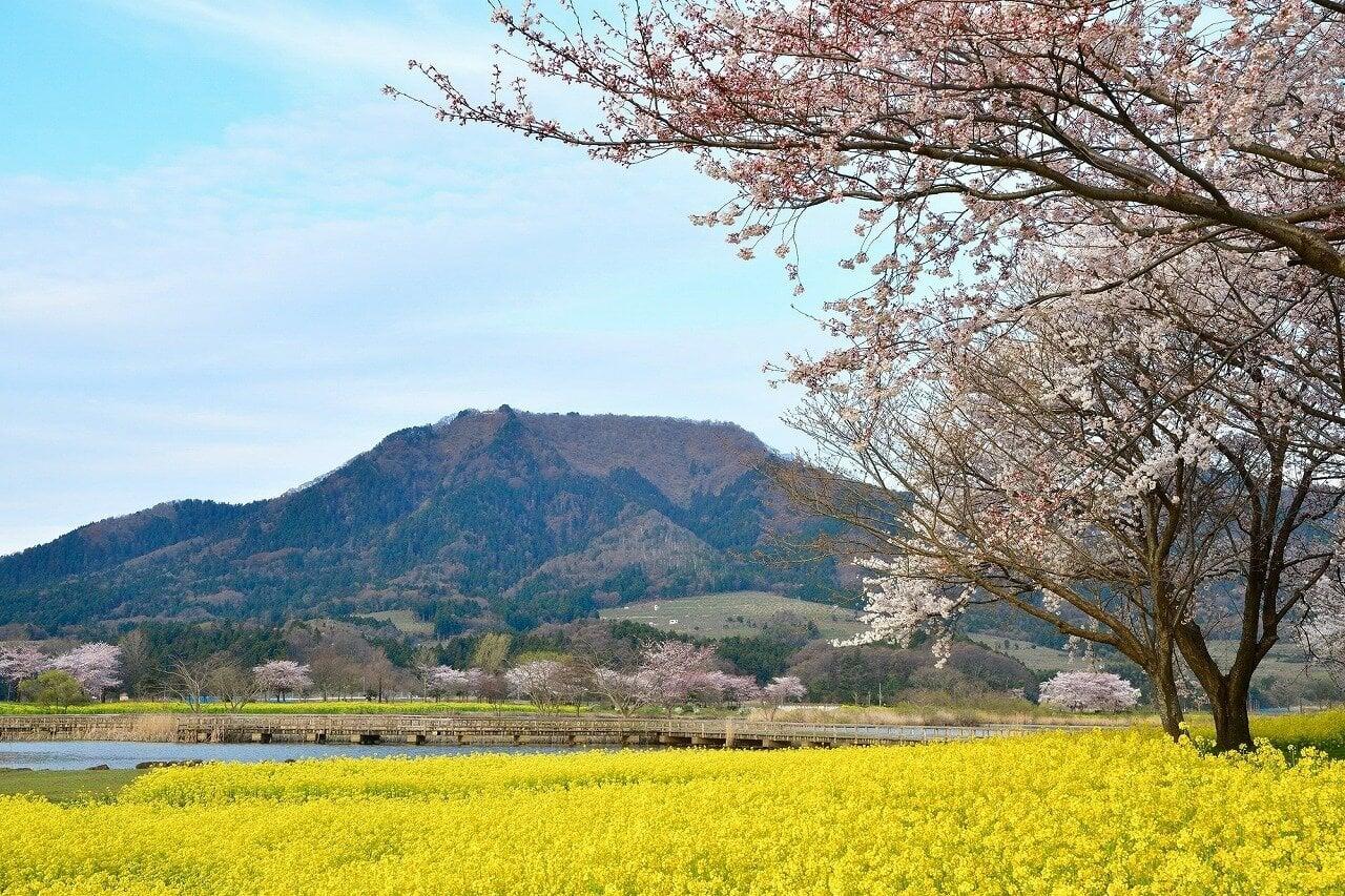 上堰潟公園の写真