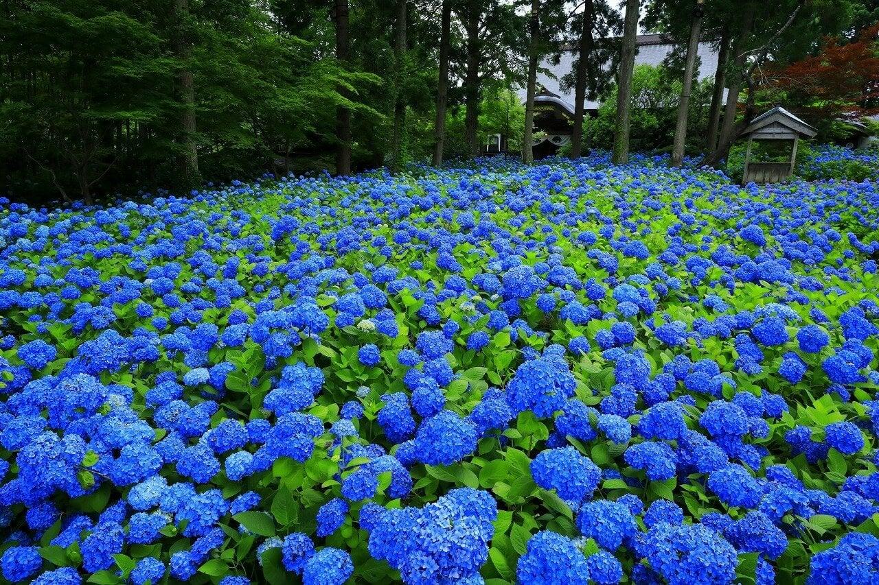 雲昌寺の写真