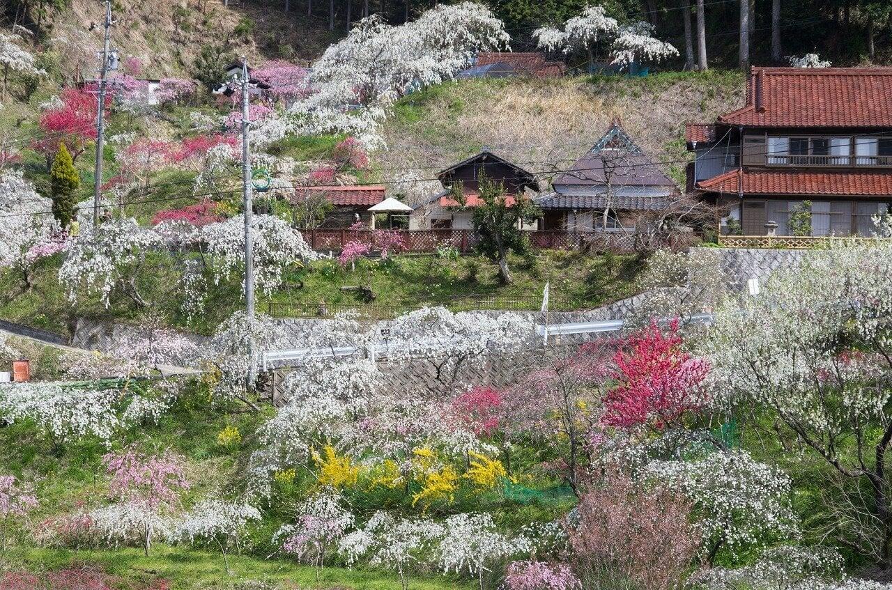 上中のしだれ桃の写真