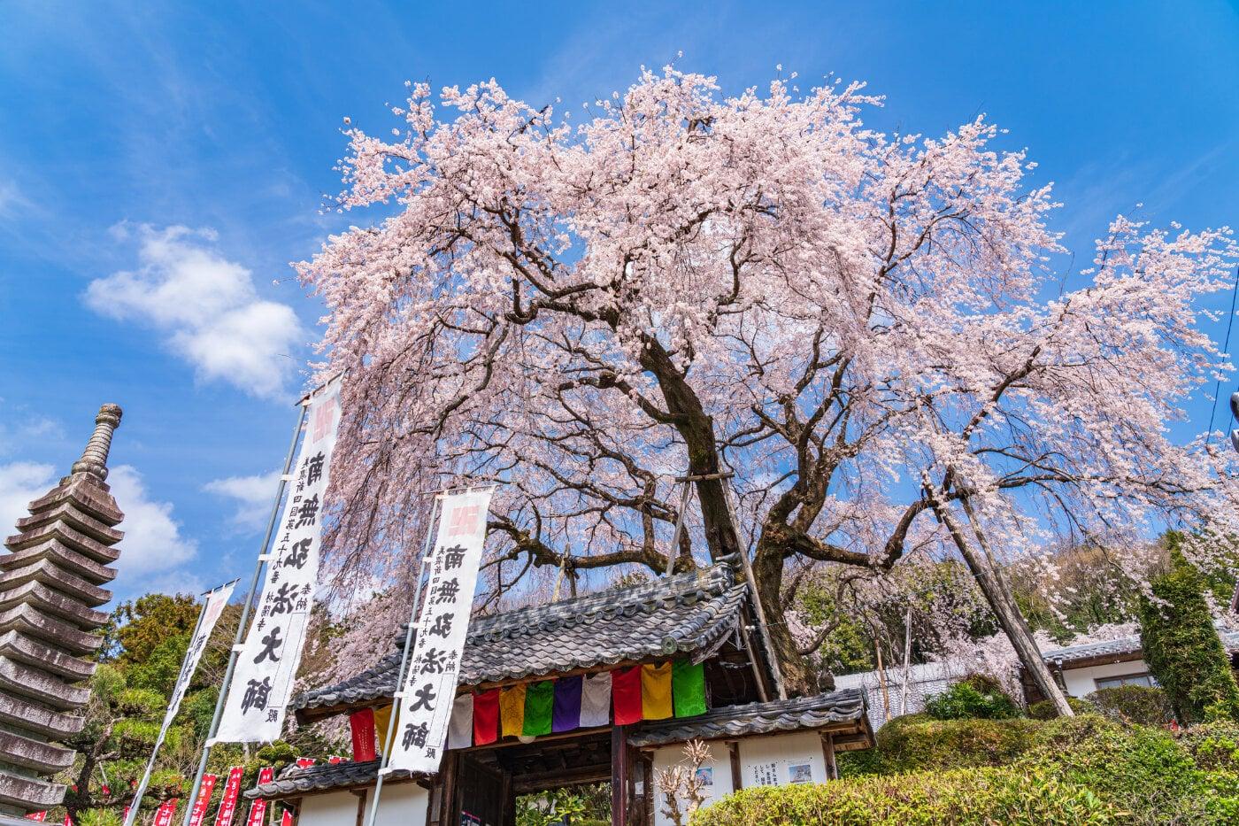 林陽寺の写真