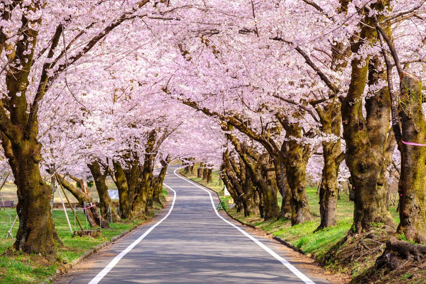 赤城南面千本桜の写真