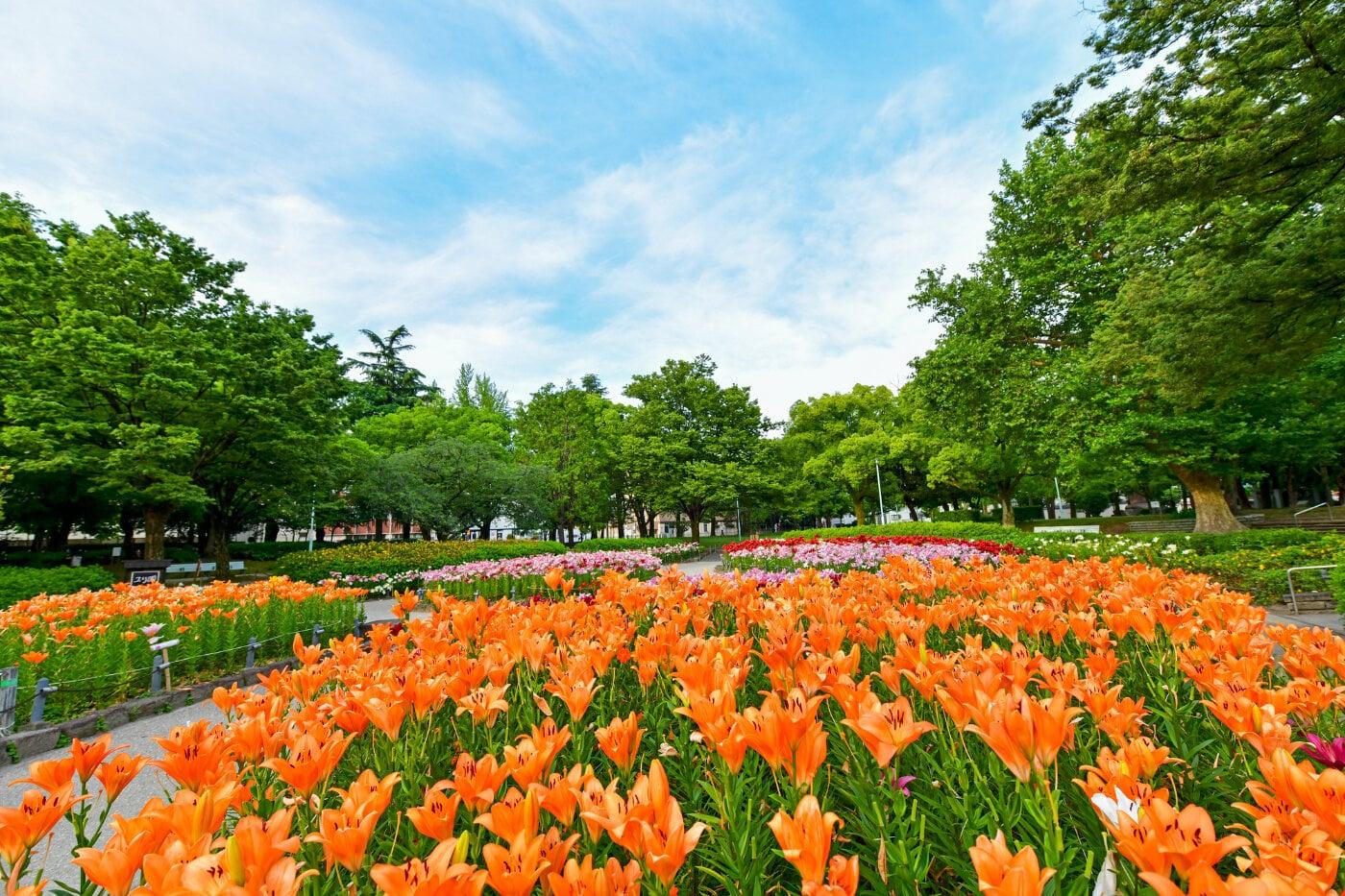 千種公園の写真