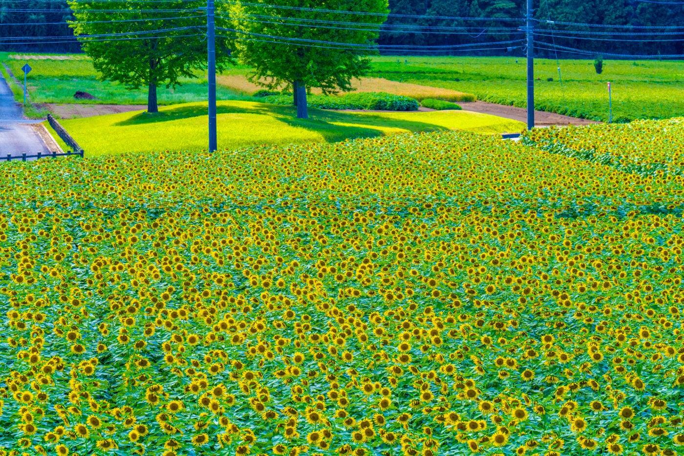 那珂総合公園(なかLuckyFM公園)の写真