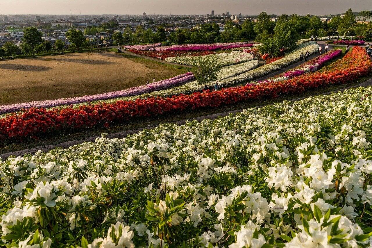 大乗寺丘陵公園の写真