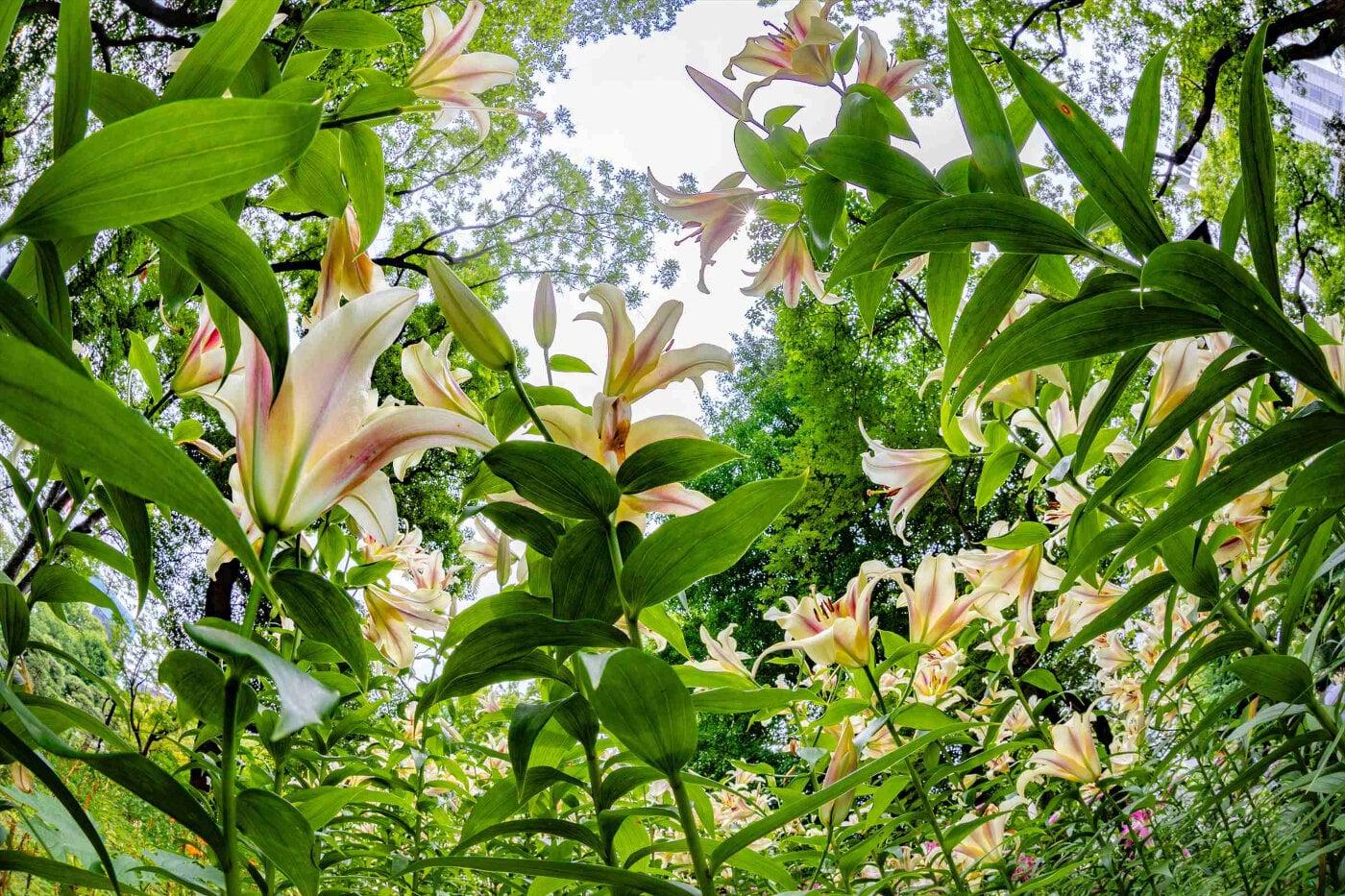 日比谷公園の写真