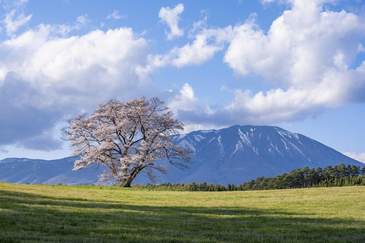 小岩井農場の一本桜の写真