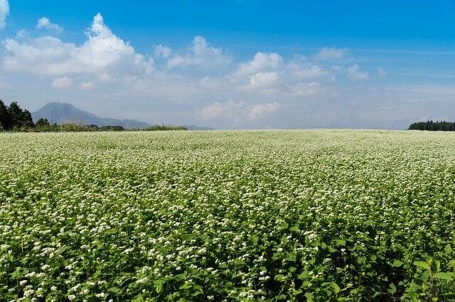 波野そばの花公園の写真