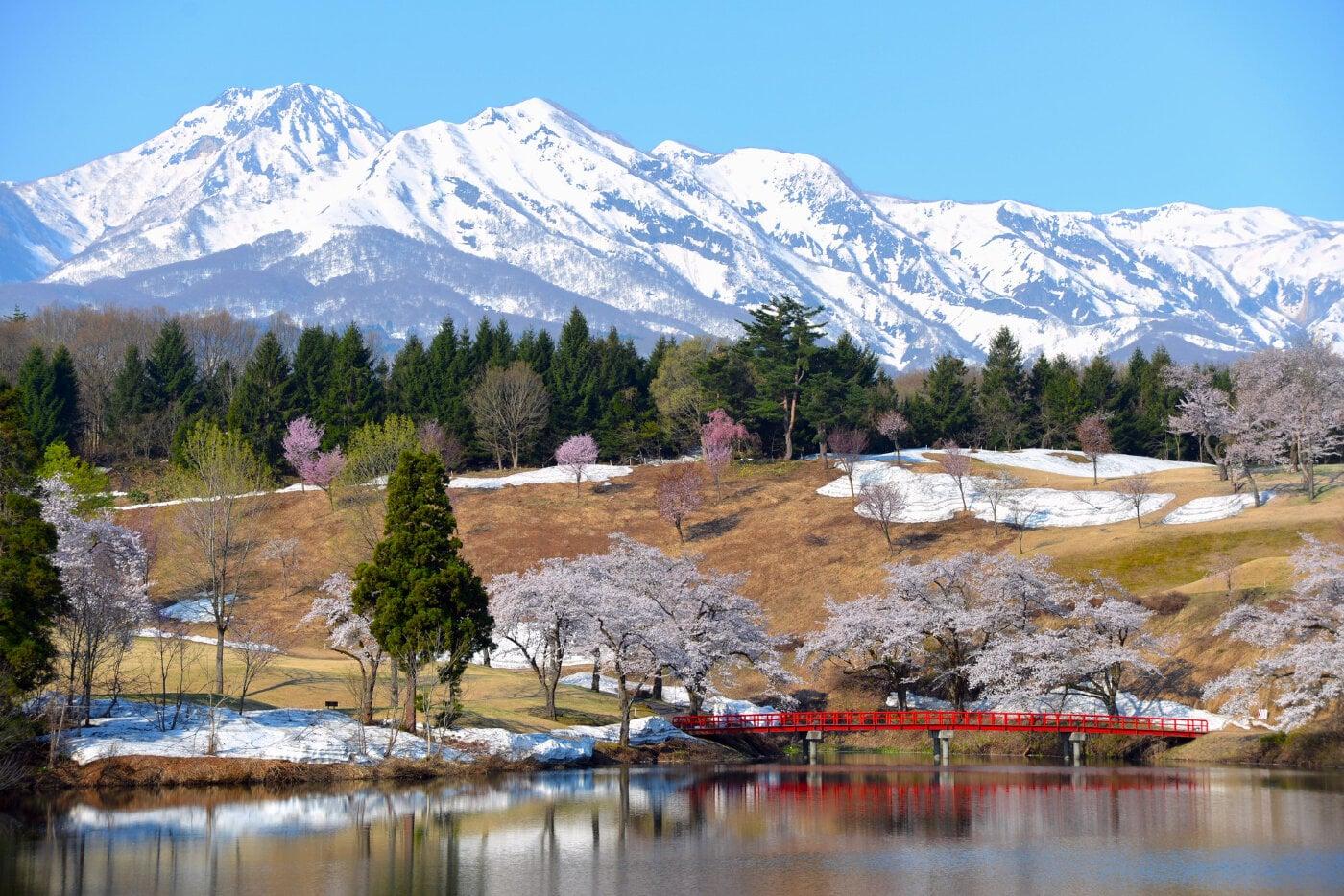松ヶ峯の桜の写真