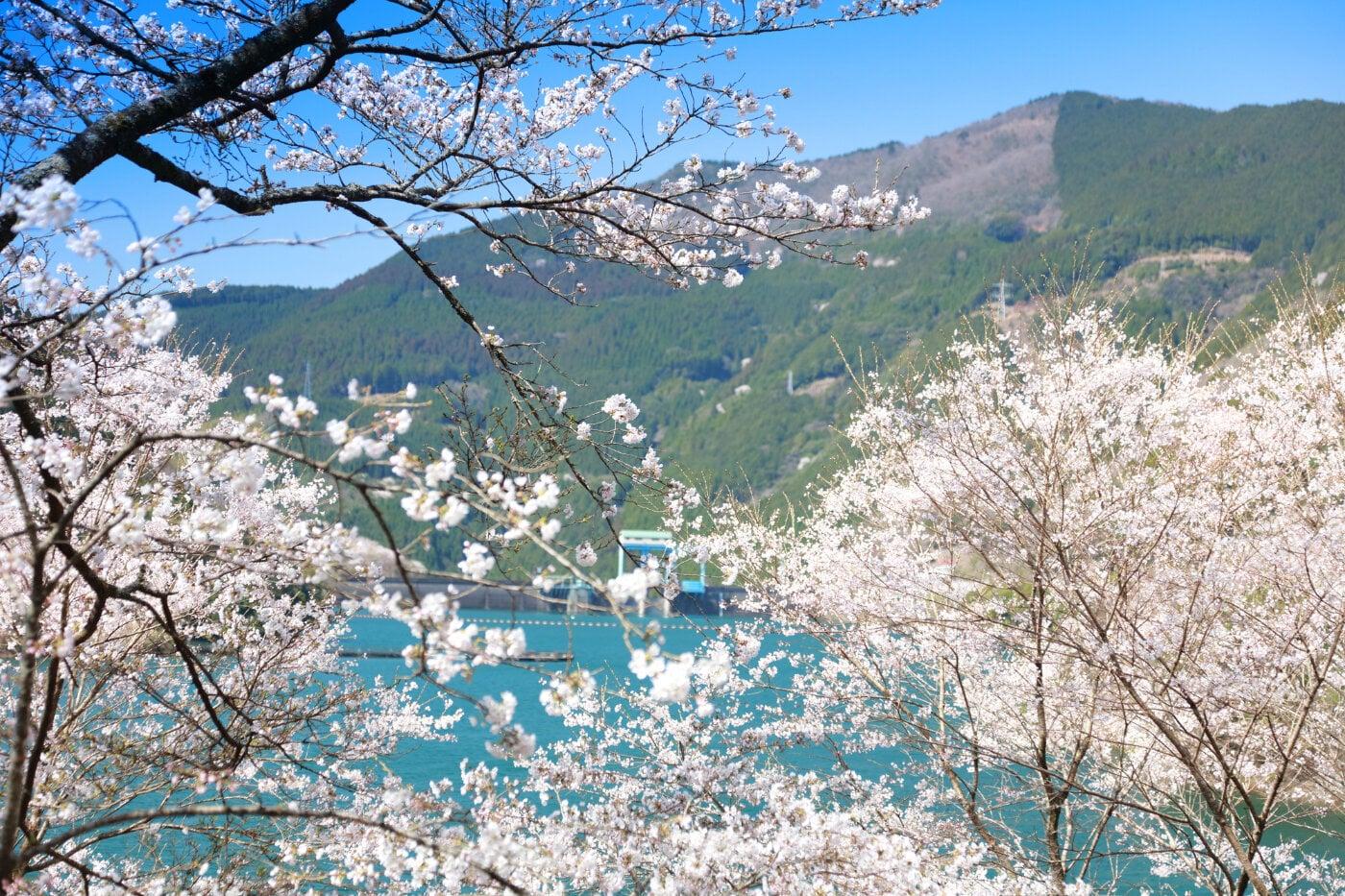 市房ダム湖畔の写真