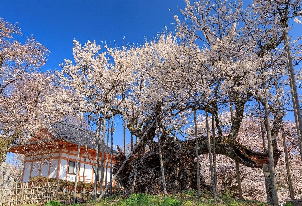 山高神代桜の写真