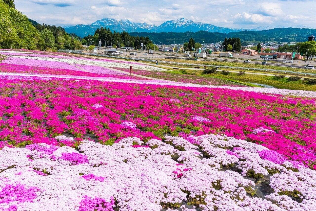 根小屋 花と緑と雪の里の写真