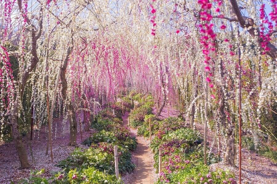 昇竜しだれ梅園の写真