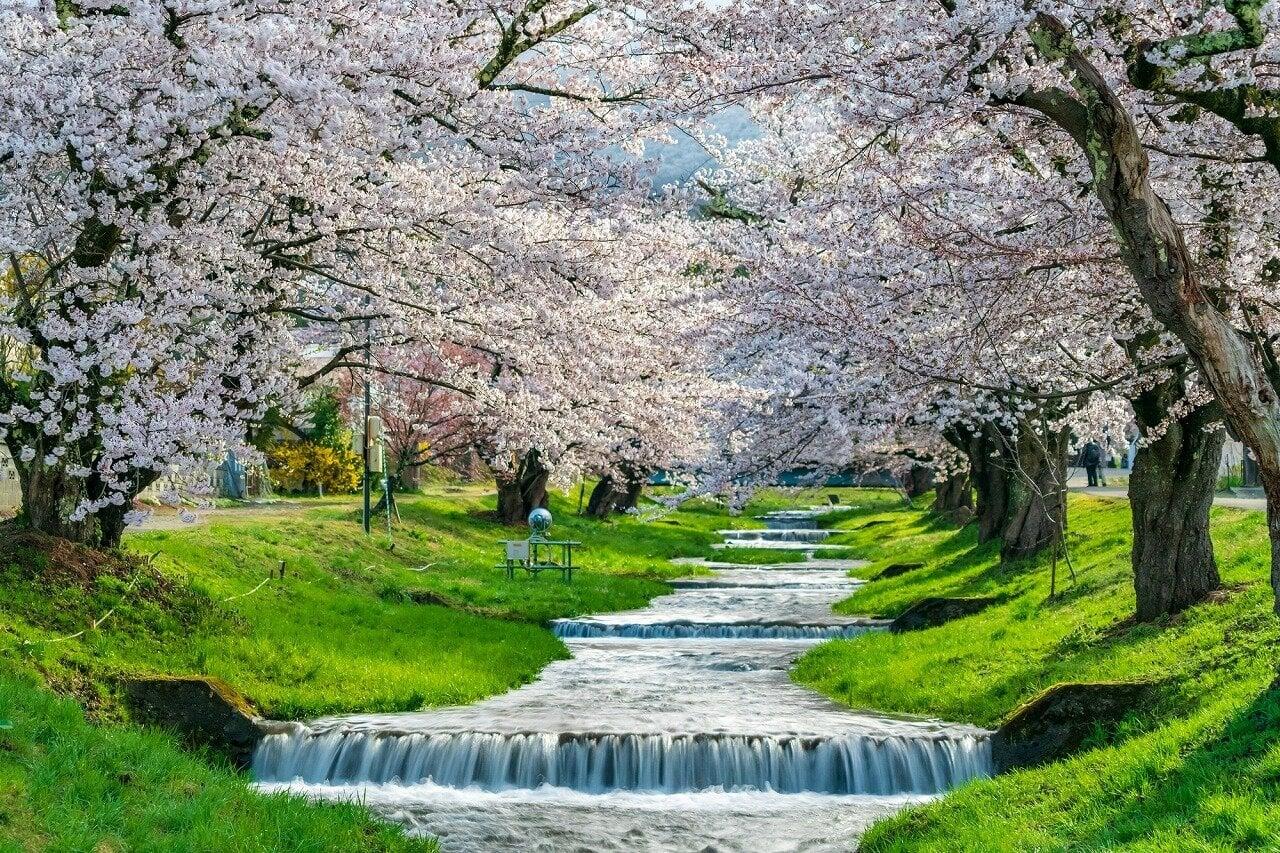 観音寺川の写真