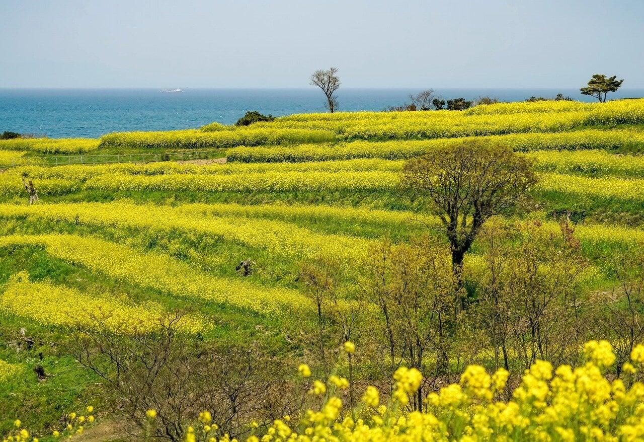 長崎鼻の写真