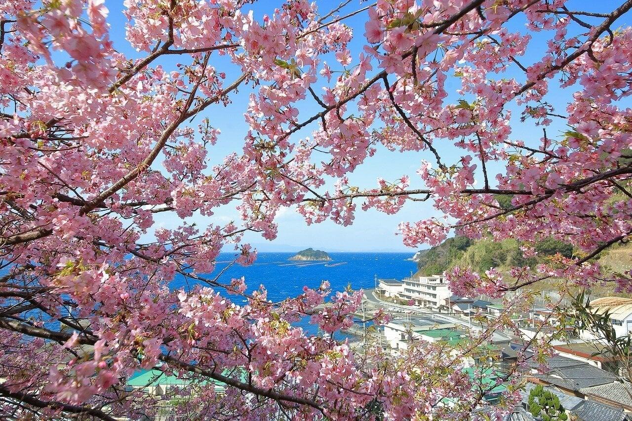 豊後水道河津桜(四浦半島)の写真