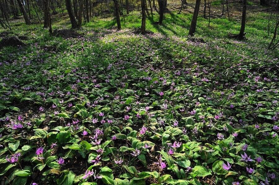 万葉自然公園かたくりの里の写真