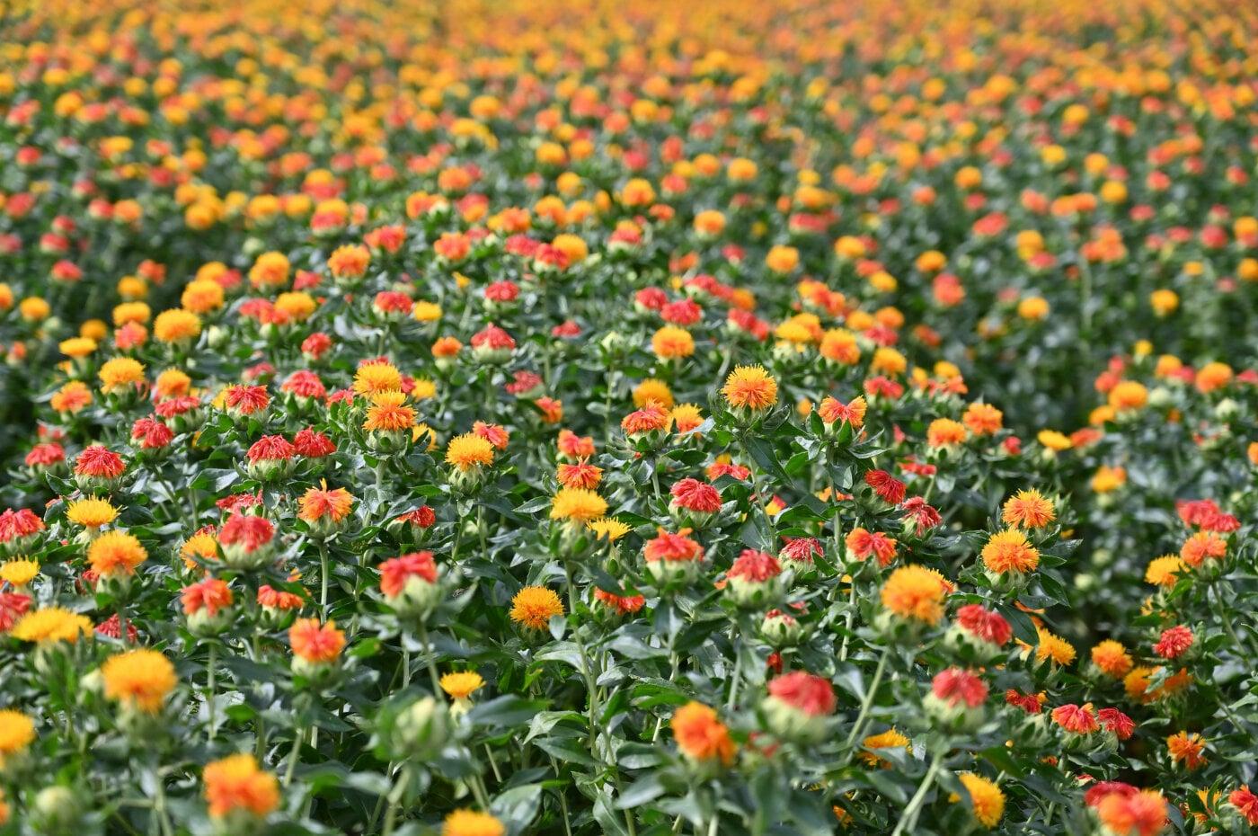 桶川のべに花の写真
