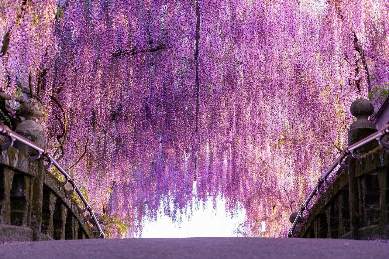 中山の大藤の写真