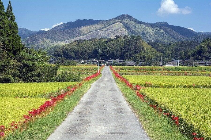 柊野ひがん花まつりの写真