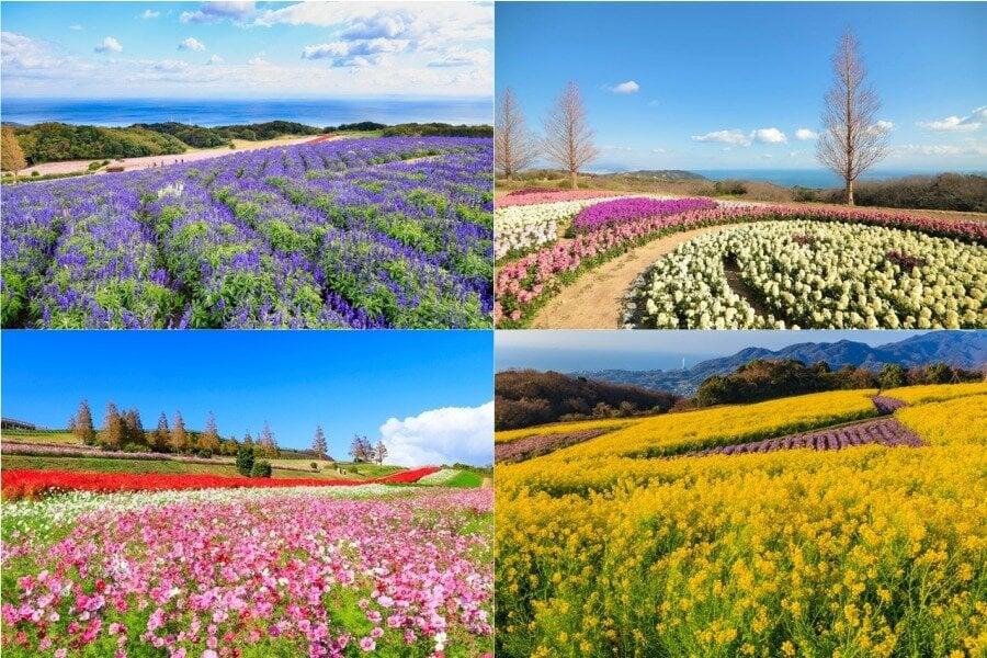 あわじ花さじきの写真
