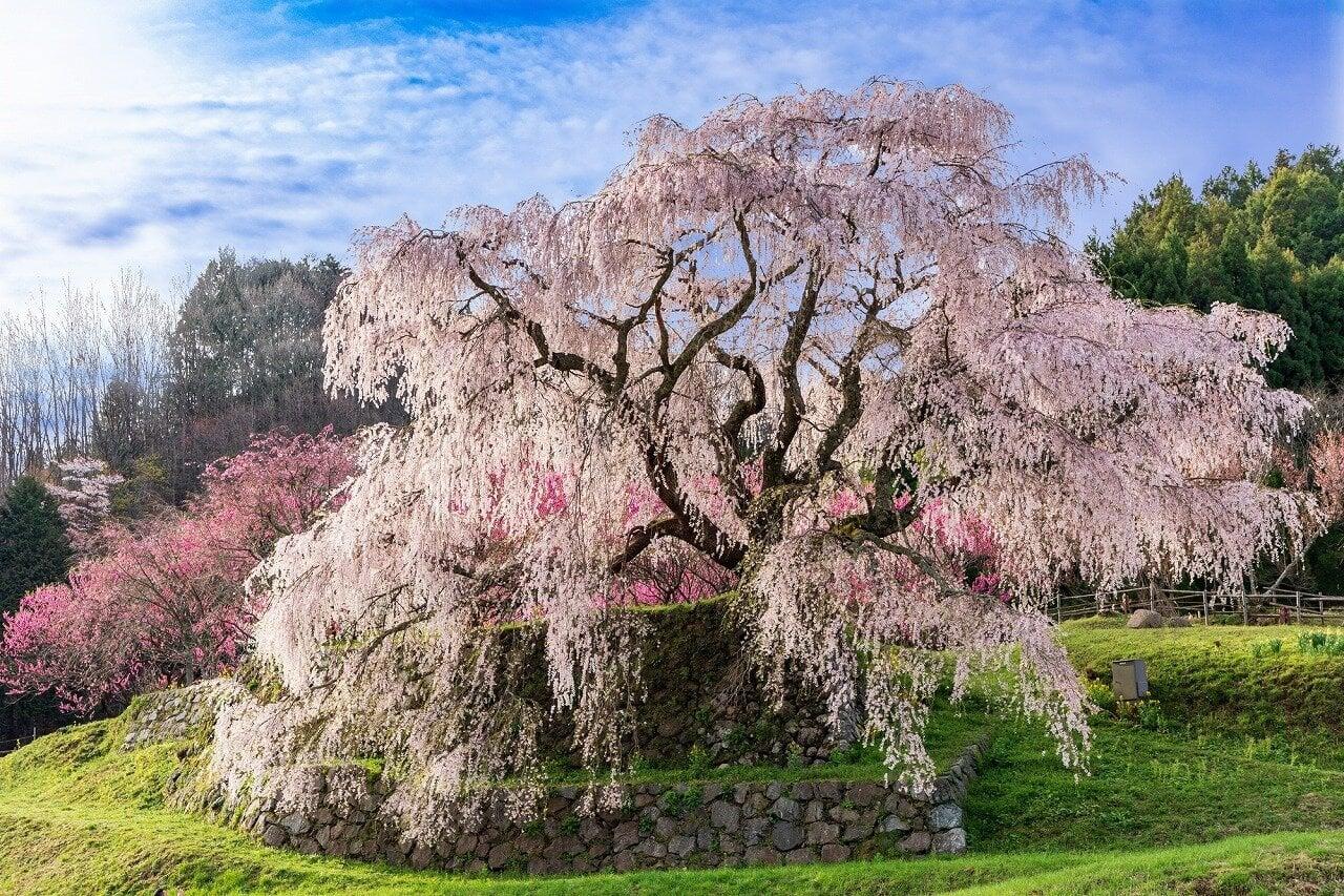 又兵衛桜(本郷の瀧桜)の写真