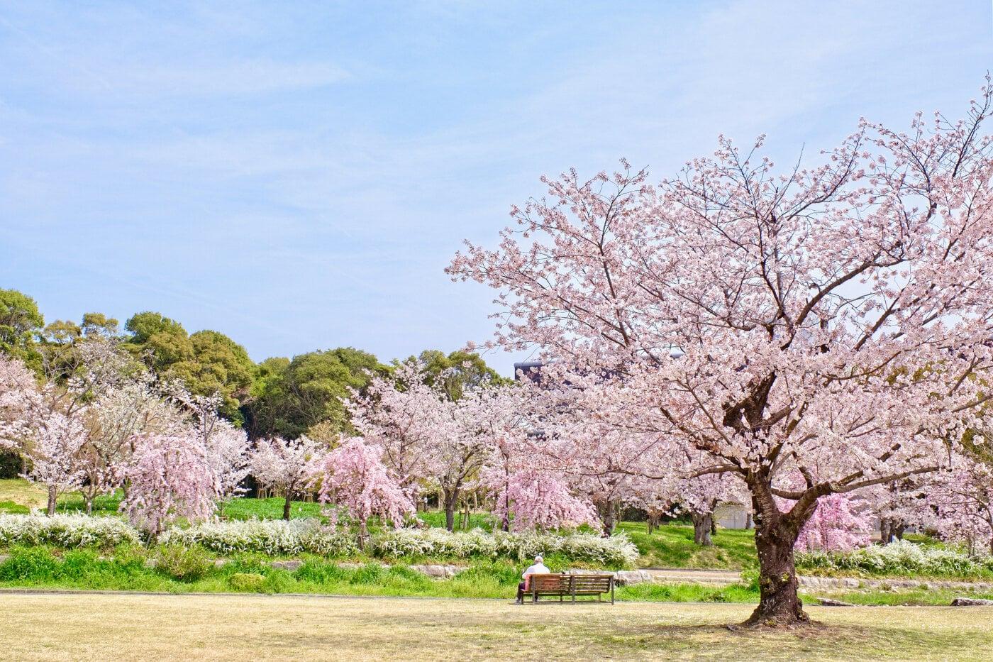 万博記念公園の写真