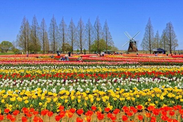 あけぼの山農業公園の写真