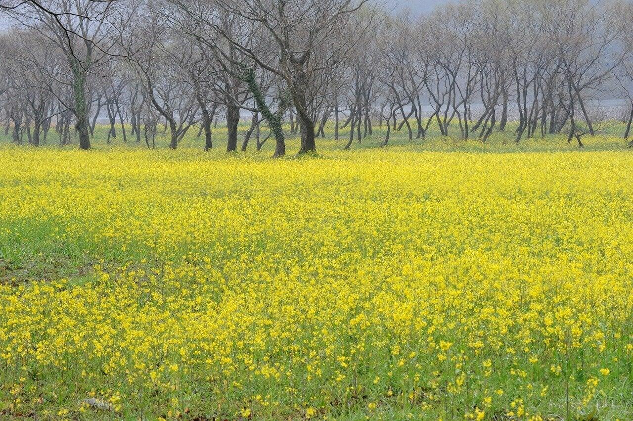 入田ヤナギ林の写真